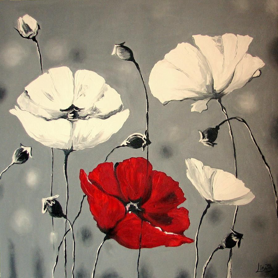 red and white poppies